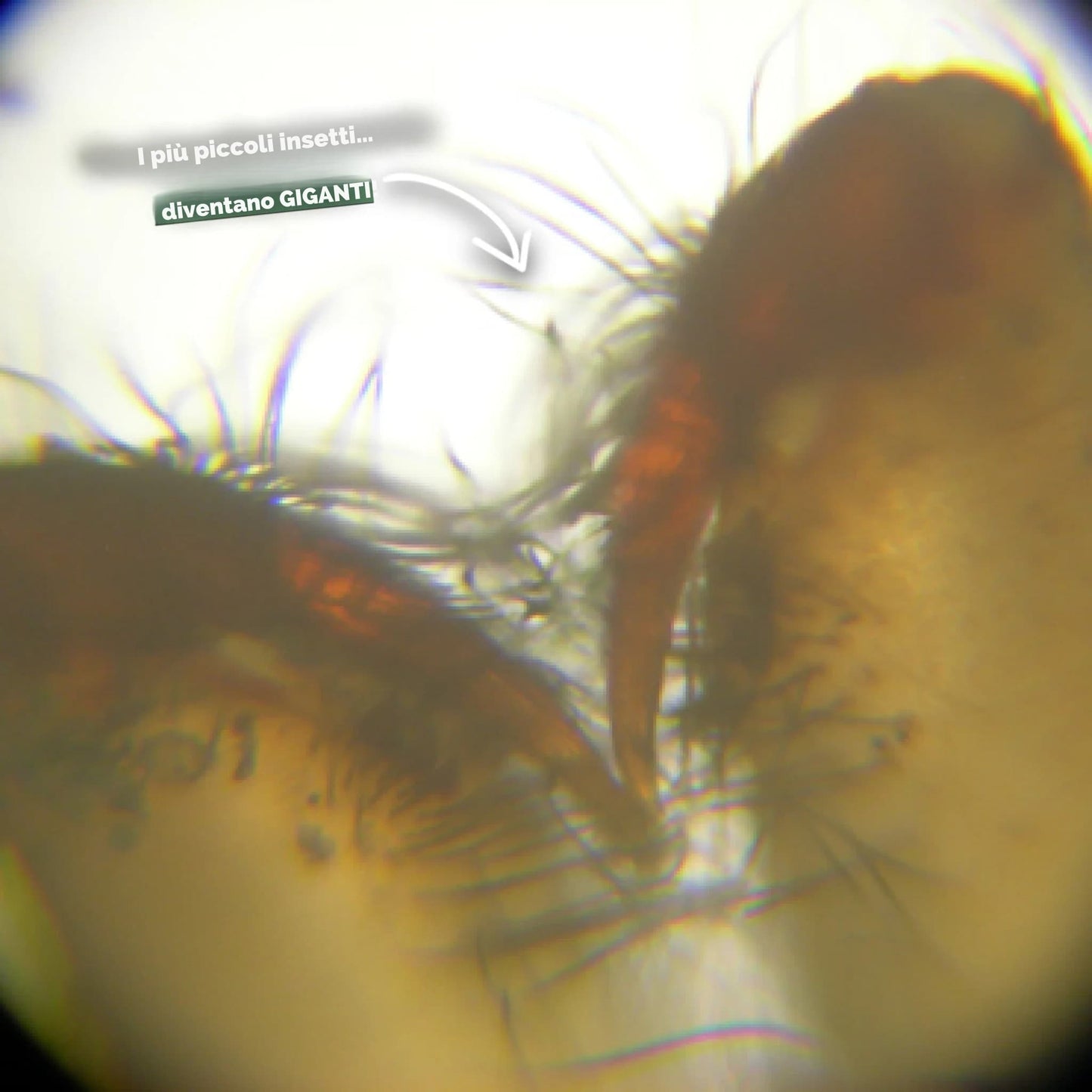 HappyBimbi - Microscopio per bambini